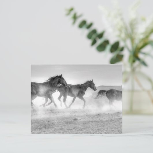 Carte Postale Mustang Run (Debout devant)