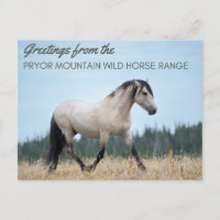 Mustang sauvage de la montagne Pryor : Fierté du n