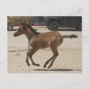 Carte postale Mustang-Spirit