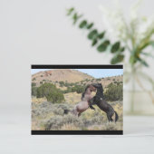 Carte Postale Mustang Waltz (Debout devant)