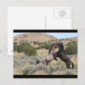 Carte Postale Mustang Waltz (Devant / Derrière)