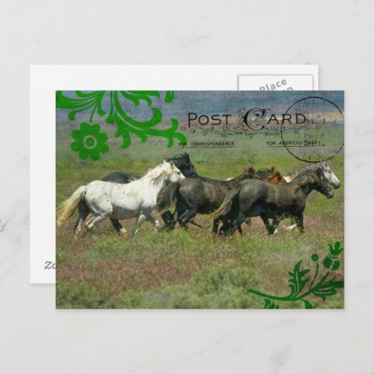 Carte postale Mustangs (Devant / Derrière)