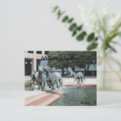 Carte Postale Mustangs de Las Colinas # 12 (Debout devant)