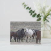 Carte Postale Mustangs de l'Utah (Debout devant)