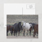 Carte Postale Mustangs de l'Utah (Devant / Derrière)