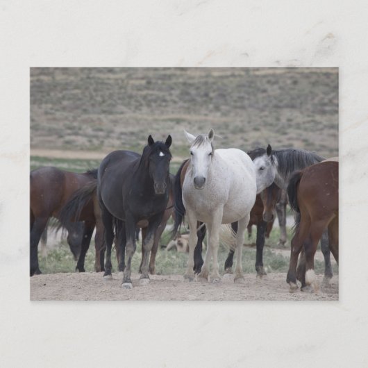 Carte Postale Mustangs de l'Utah (Devant)