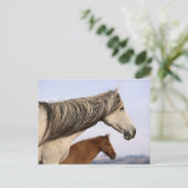 Carte Postale Mustangs espagnols (Debout devant)