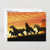 Carte Postale Mustangs sauvages (Devant / Derrière)