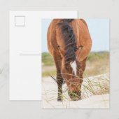 Carte Postale Mustangs sauvages ou chevaux banquiers (Devant / Derrière)