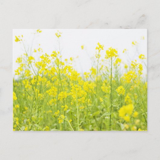 Carte Postale Mustard de campagne 2 (Devant)