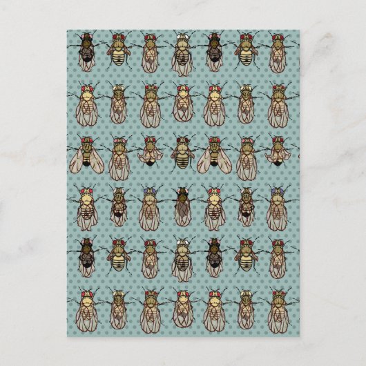 Carte Postale mutants de Drosophila (Devant)