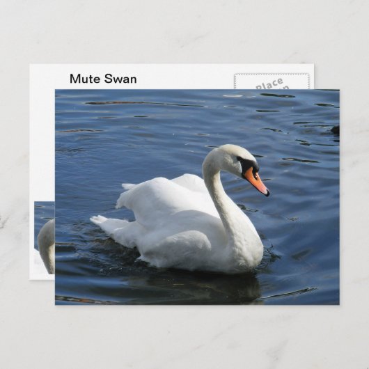 Carte postale Mute Swan (Devant / Derrière)