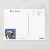 Carte postale Mute Swan (Dos)