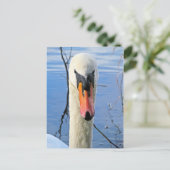 Carte Postale Mute Swan (Debout devant)
