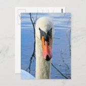 Carte Postale Mute Swan (Devant / Derrière)