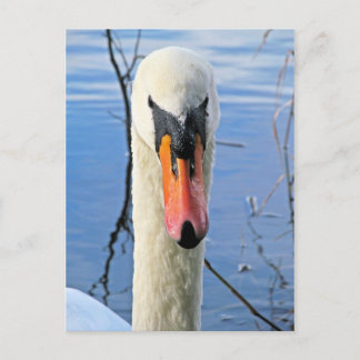 Carte Postale Mute Swan