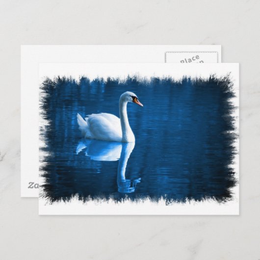 Carte postale Mute Swan (Devant / Derrière)