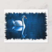 Carte postale Mute Swan (Devant)