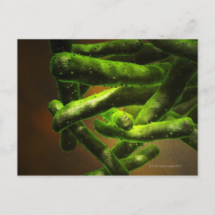 Carte Postale Mycobacterium Tuberculose