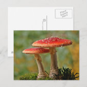 Carte Postale Mycoses (Devant / Derrière)