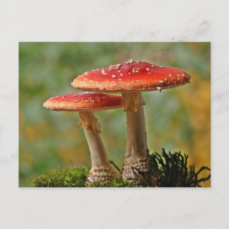 Carte Postale Mycoses