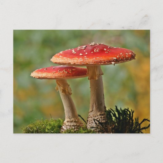 Carte Postale Mycoses (Devant)