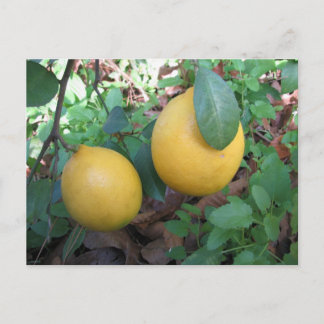 Carte Postale Myers Lemons