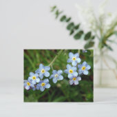 Carte Postale Myosotis des marais (Debout devant)