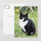 Carte Postale Myrdha le chat (Devant / Derrière)