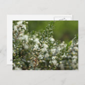 Carte Postale myrte véritable en fleur (Devant / Derrière)