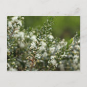 Carte Postale myrte véritable en fleur (Devant)