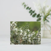 Carte Postale myrte véritable en fleur (Debout devant)