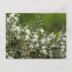 Carte Postale myrte véritable en fleur