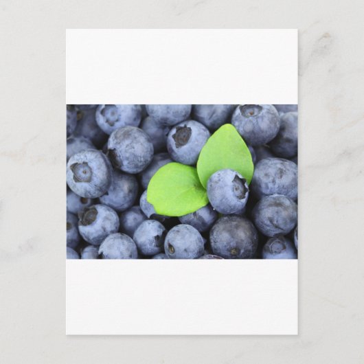 CARTE POSTALE MYRTILLE (Devant)