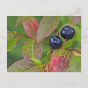 Carte Postale Myrtille mûre dans le Flathead National