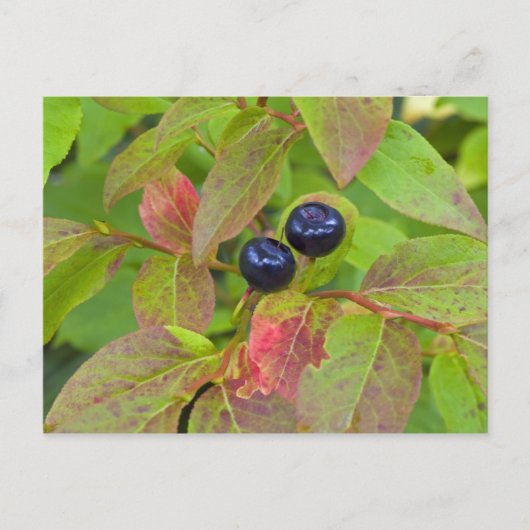 Carte Postale Myrtille mûre dans le Flathead National (Devant)