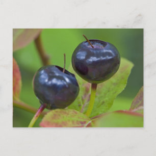 Carte Postale Myrtille mûre dans le Flathead National 2