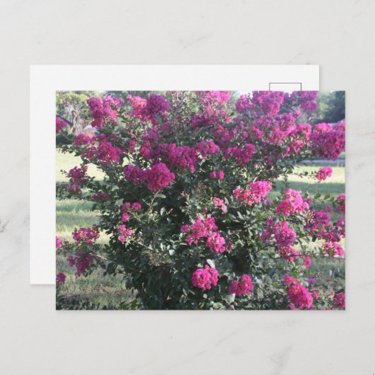 Carte Postale Myrtle crêpe (Devant / Derrière)