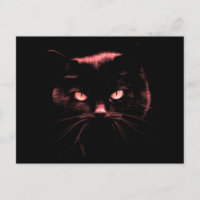 Mystérieux chat