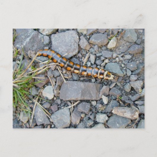 Carte postale Mystery Critère (Devant)