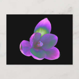 Carte postale Mystic Beauté Crocus