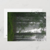 Carte Postale Mystic Woods (Devant / Derrière)