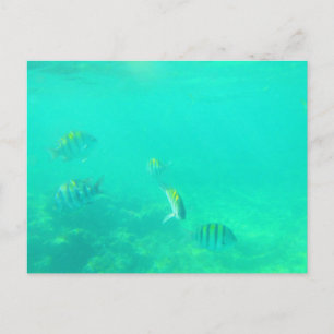 CARTE POSTALE N° 5 DE LA MER CARRIBÉENNE