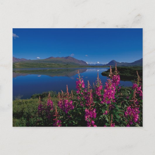 Carte Postale N.A., États-Unis, Alaska, Alaska Range Common (Devant)
