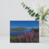 Carte Postale N.A., États-Unis, Alaska, Alaska Range Common (Debout devant)