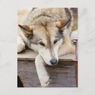 Carte Postale N.A., États-Unis, Alaska. Chiens de traîneau Husky