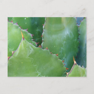 Carte Postale N.A., États-Unis, Arizona, Tucson, désert de Sonor
