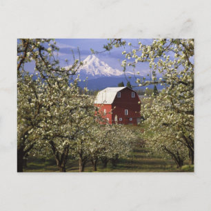 Carte Postale N.A., États-Unis, Oregon, comté de Hood River. Red
