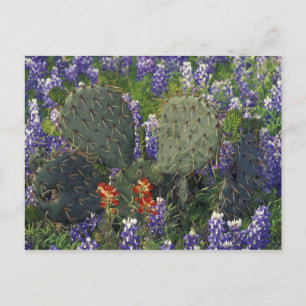 Carte Postale N.A., États-Unis, Texas, Cactus entouré de