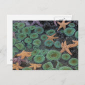 Carte Postale N.A., États-Unis, Washington, Parc National Olympi (Devant / Derrière)